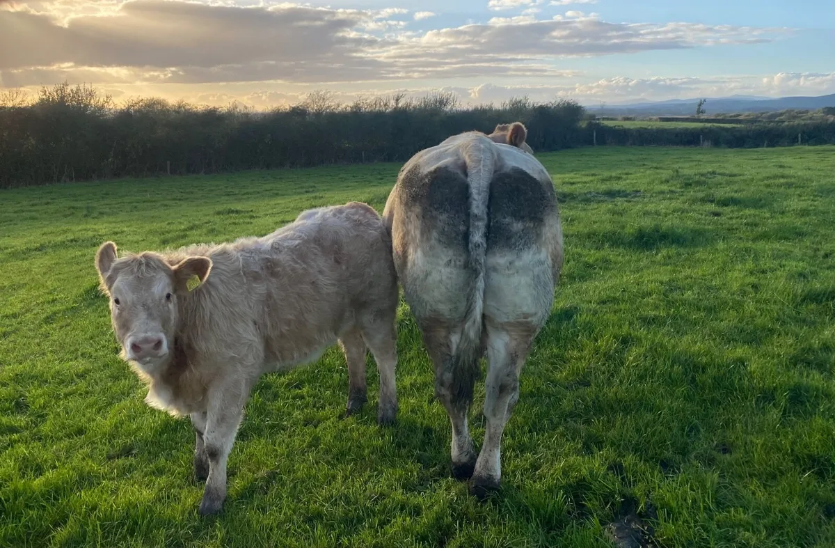 Super CH x LM Cow - Image 2