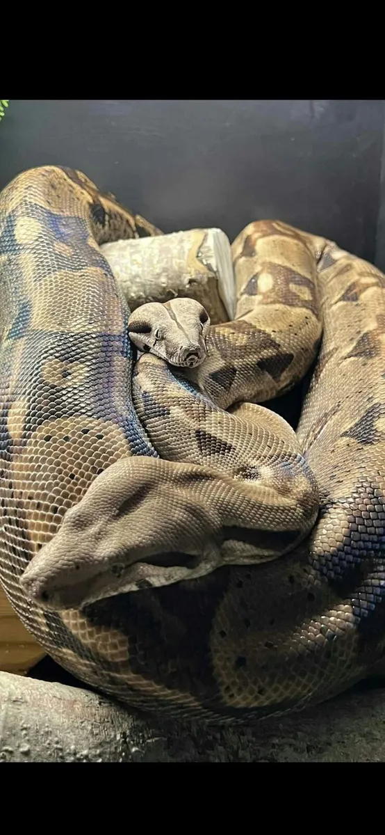 Reptiles and Rack for sale - (downsizing projects) - Image 1