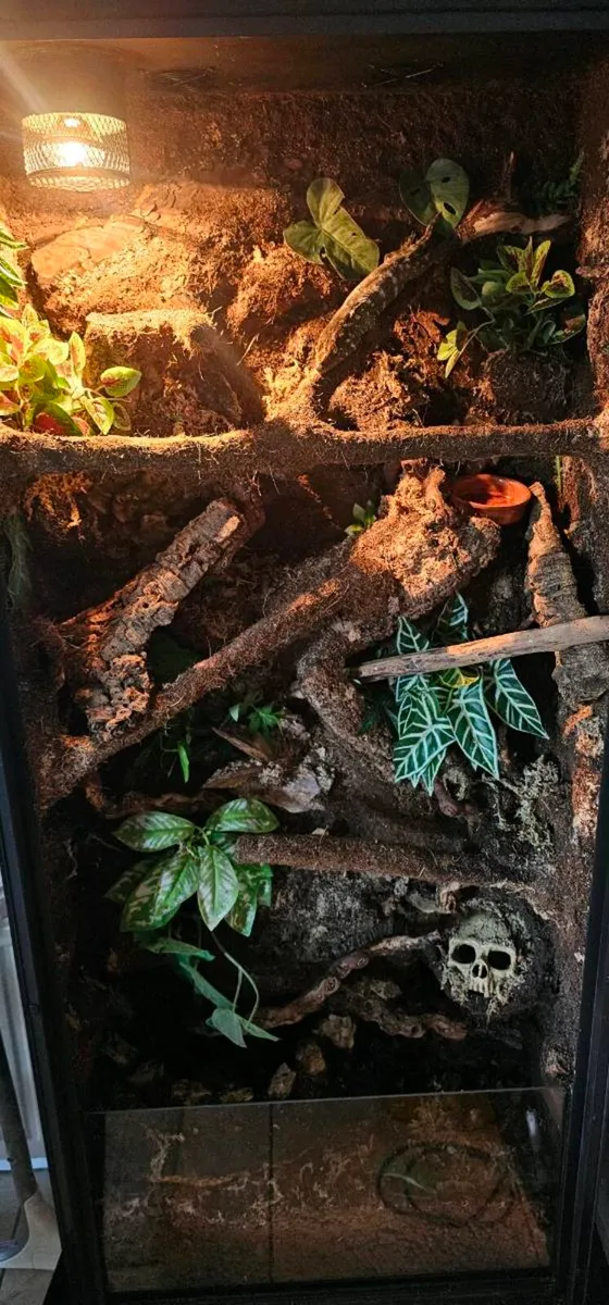 Reptiles and Rack for sale - (downsizing projects) - Image 3