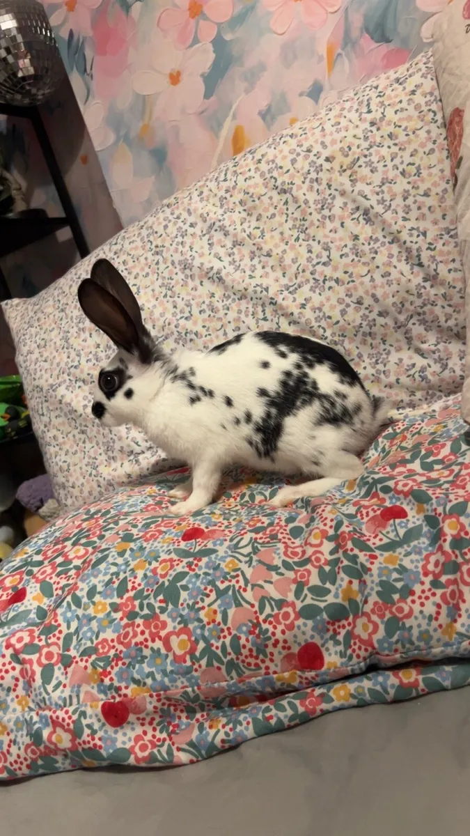 Bunny rabbit - Image 1