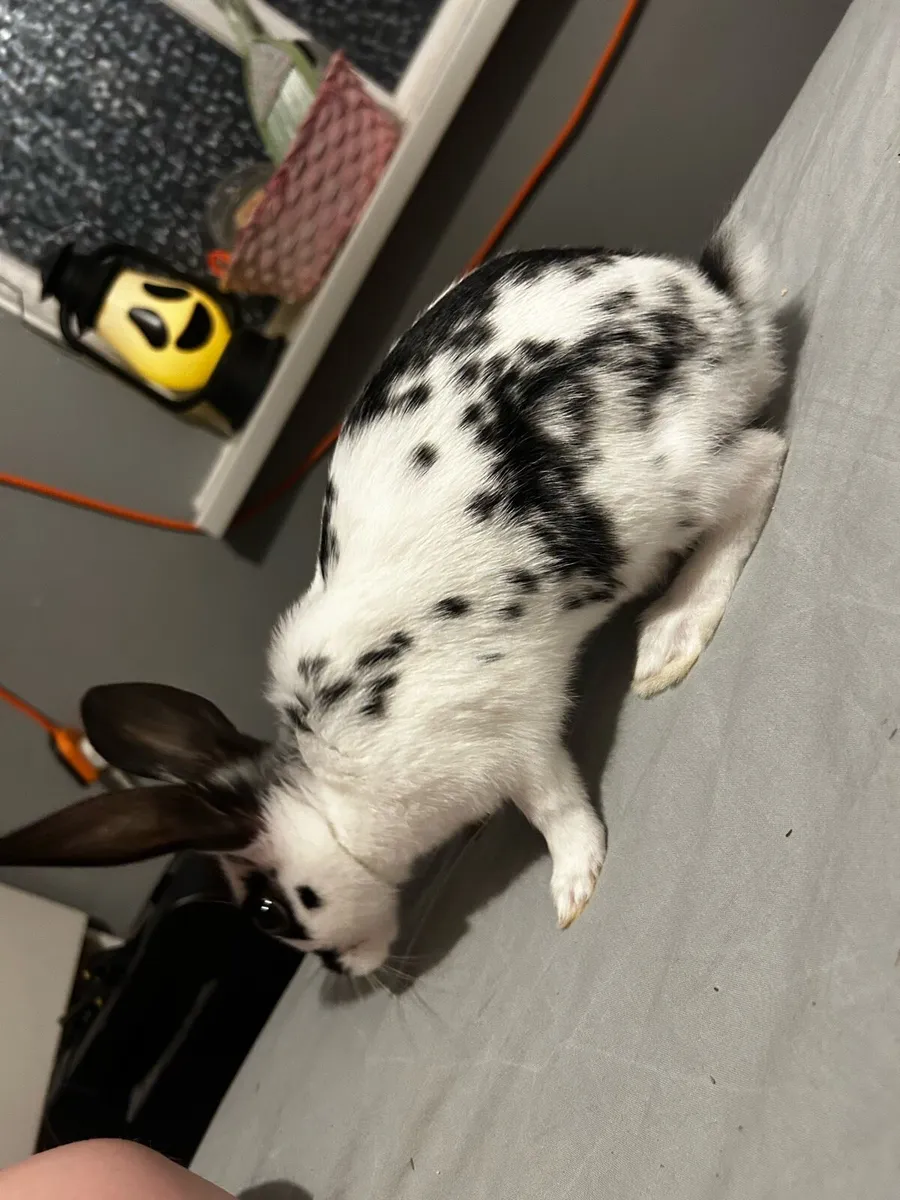 Bunny rabbit - Image 2