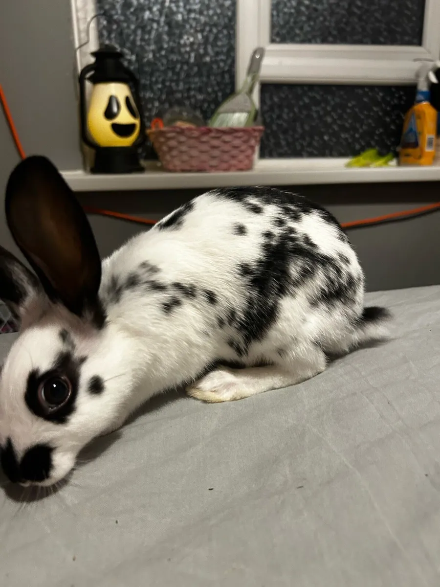 Bunny rabbit - Image 3