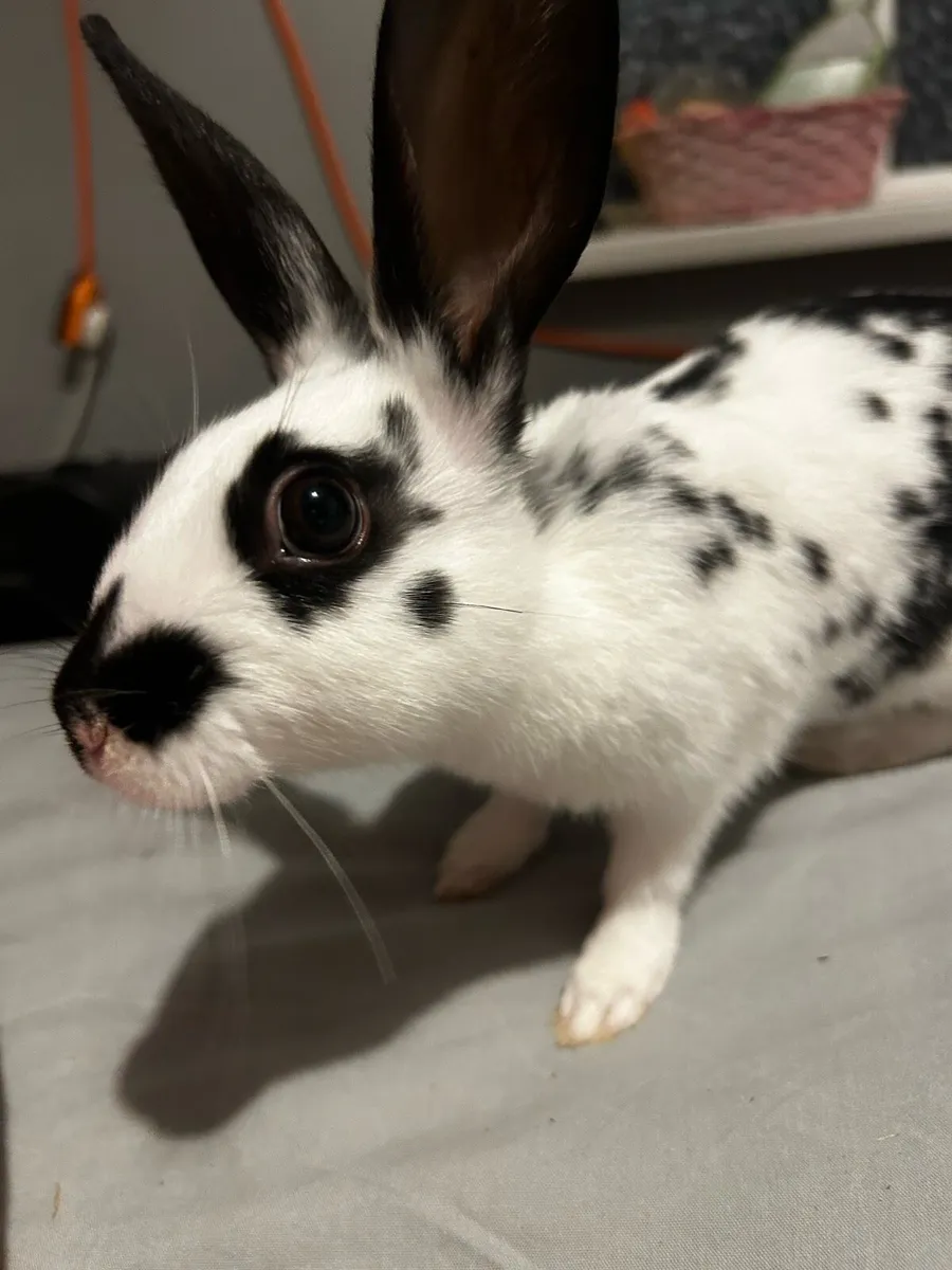 Bunny rabbit - Image 4