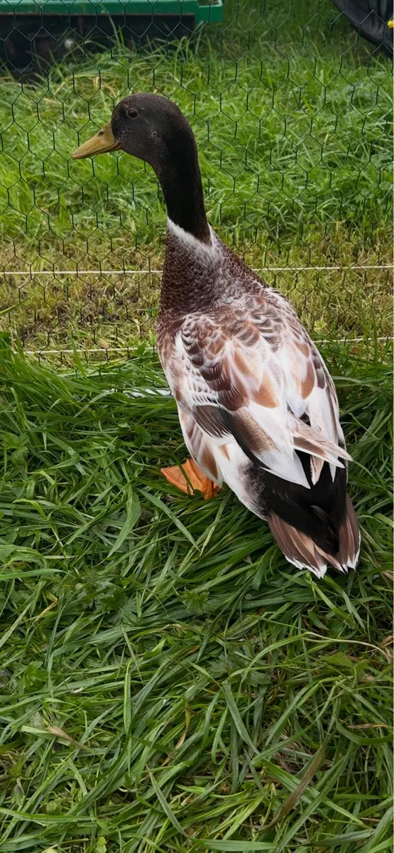 Drake and Silkie Rooster for sale - Image 2
