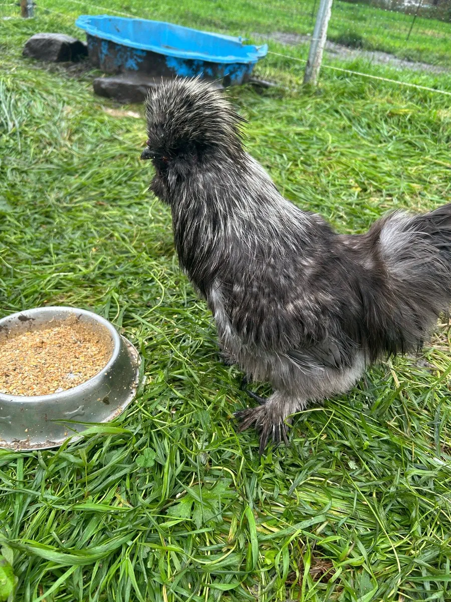 Drake and Silkie Rooster for sale - Image 4