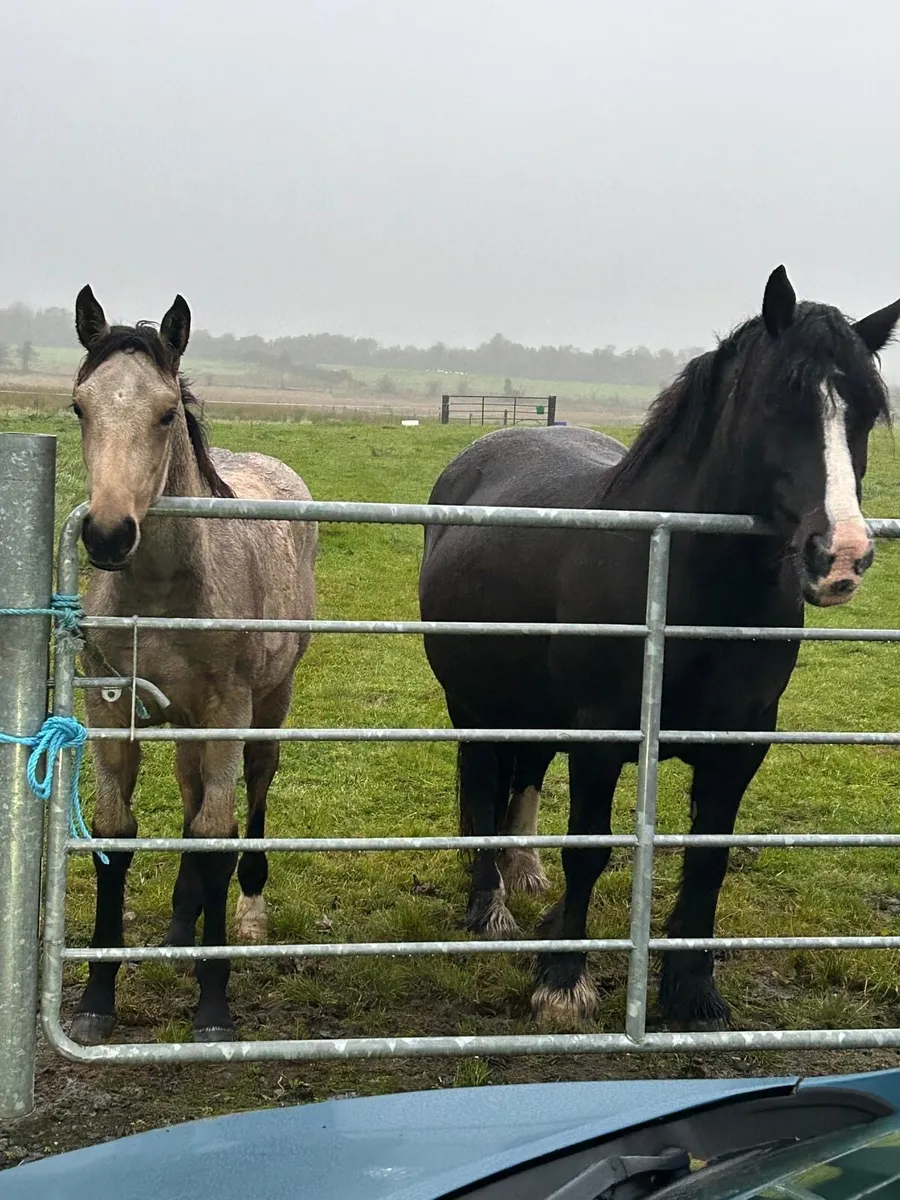 Filly foal for sale - Image 4