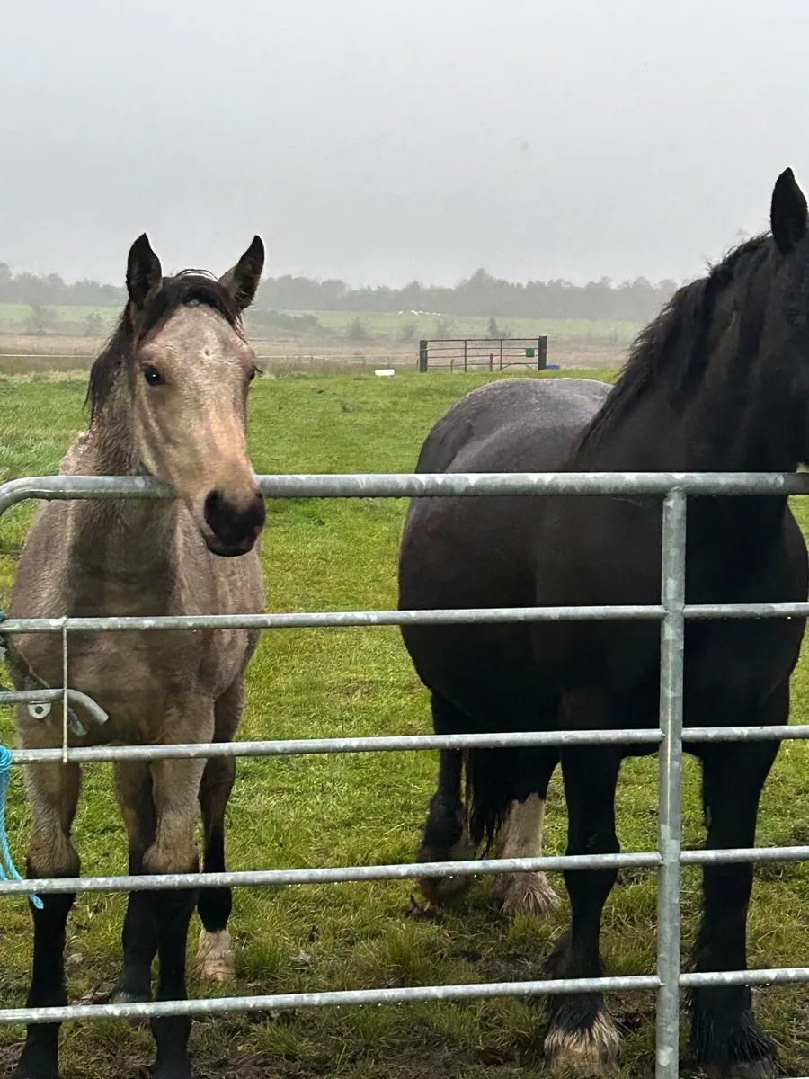 Filly foal for sale - Image 1