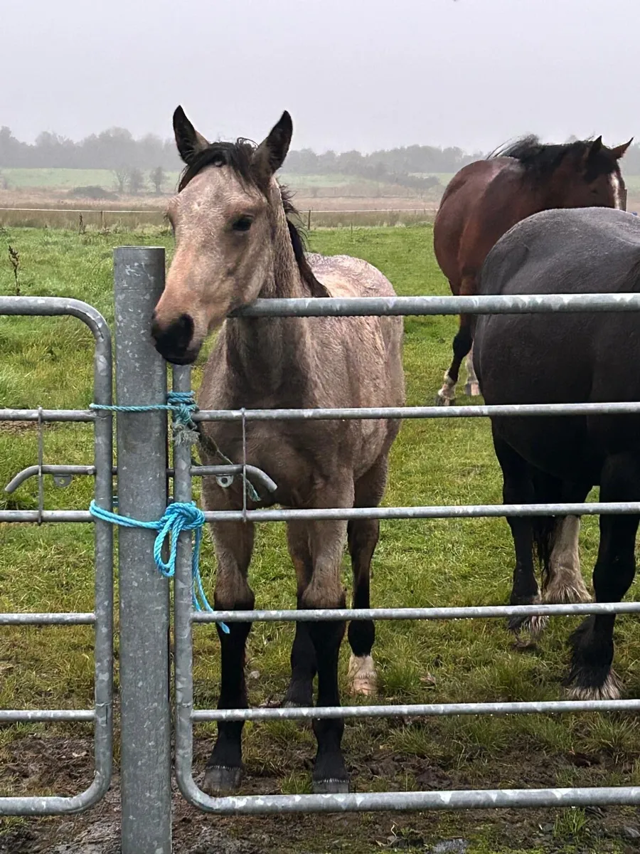 Filly foal for sale - Image 2