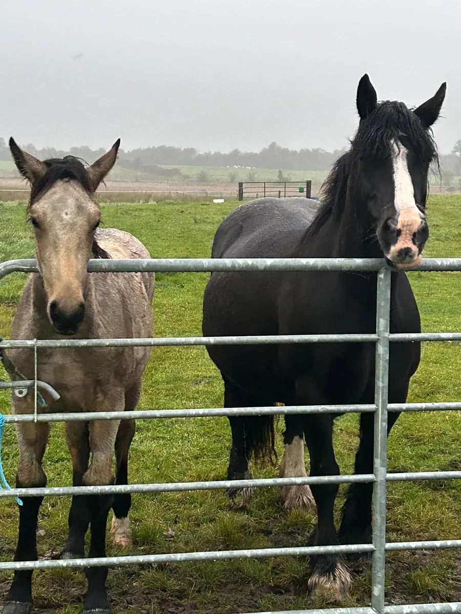 Filly foal for sale - Image 3