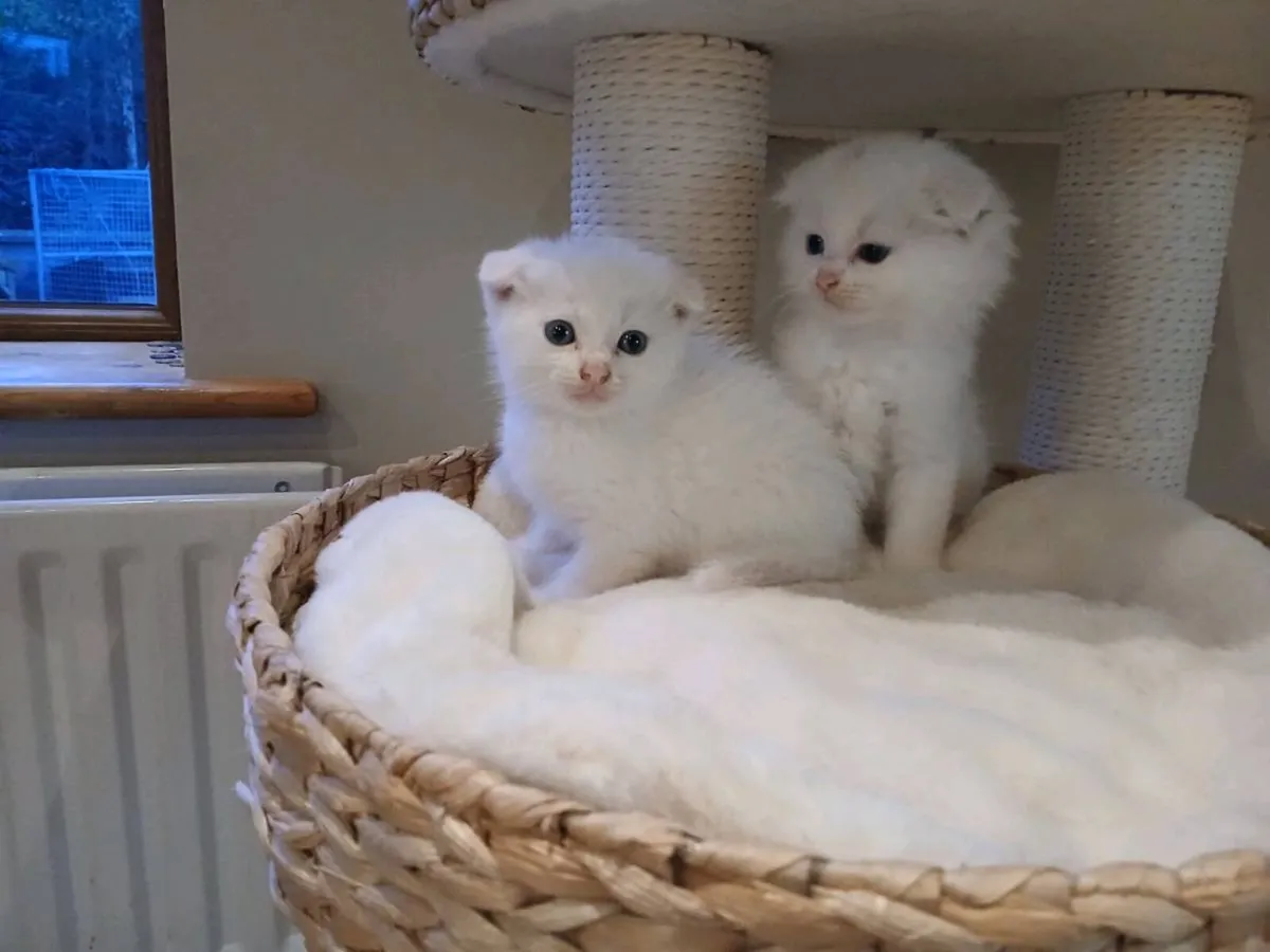 Scottish fold kitten - Image 1