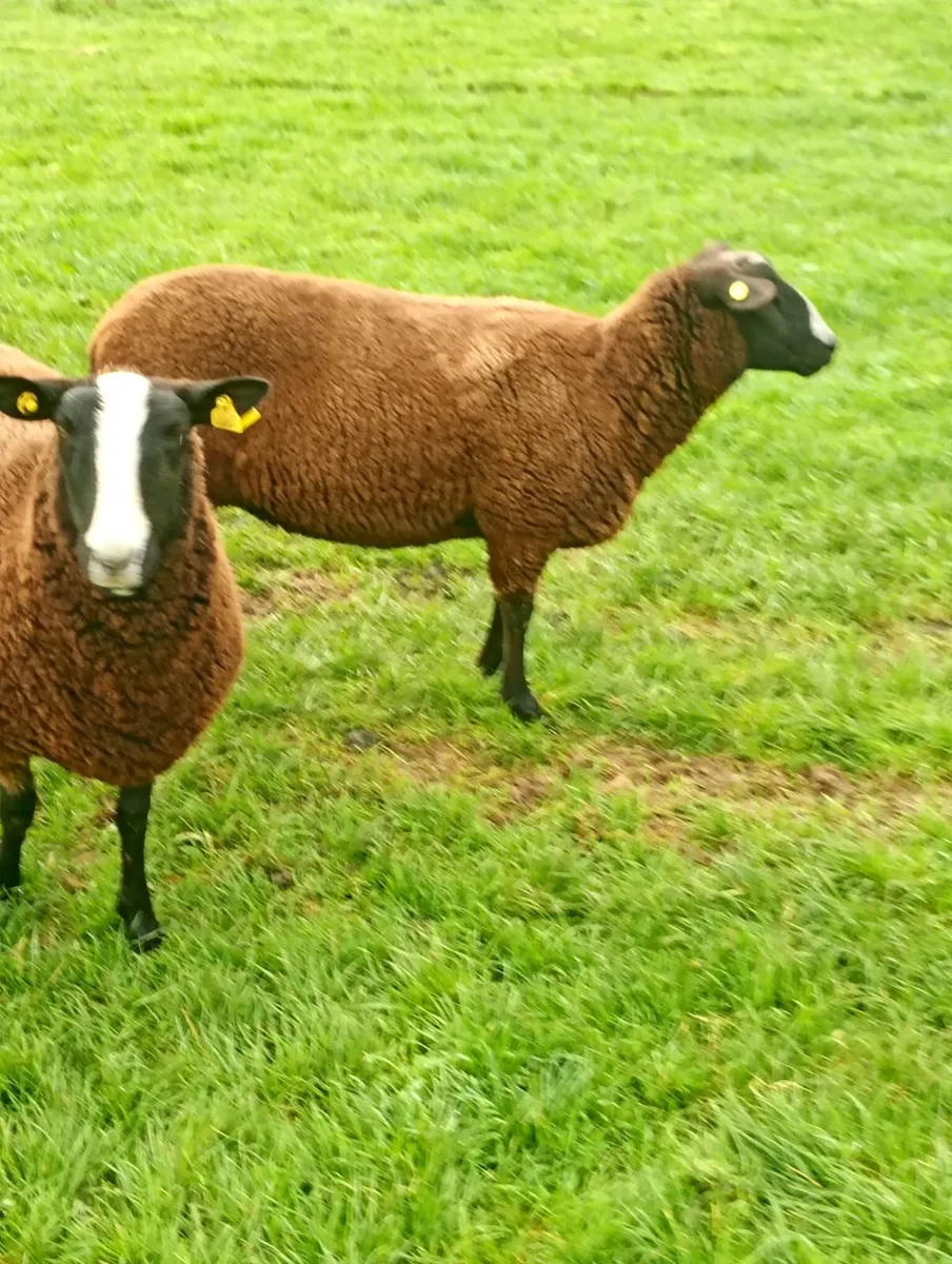 Sheep - Image 2