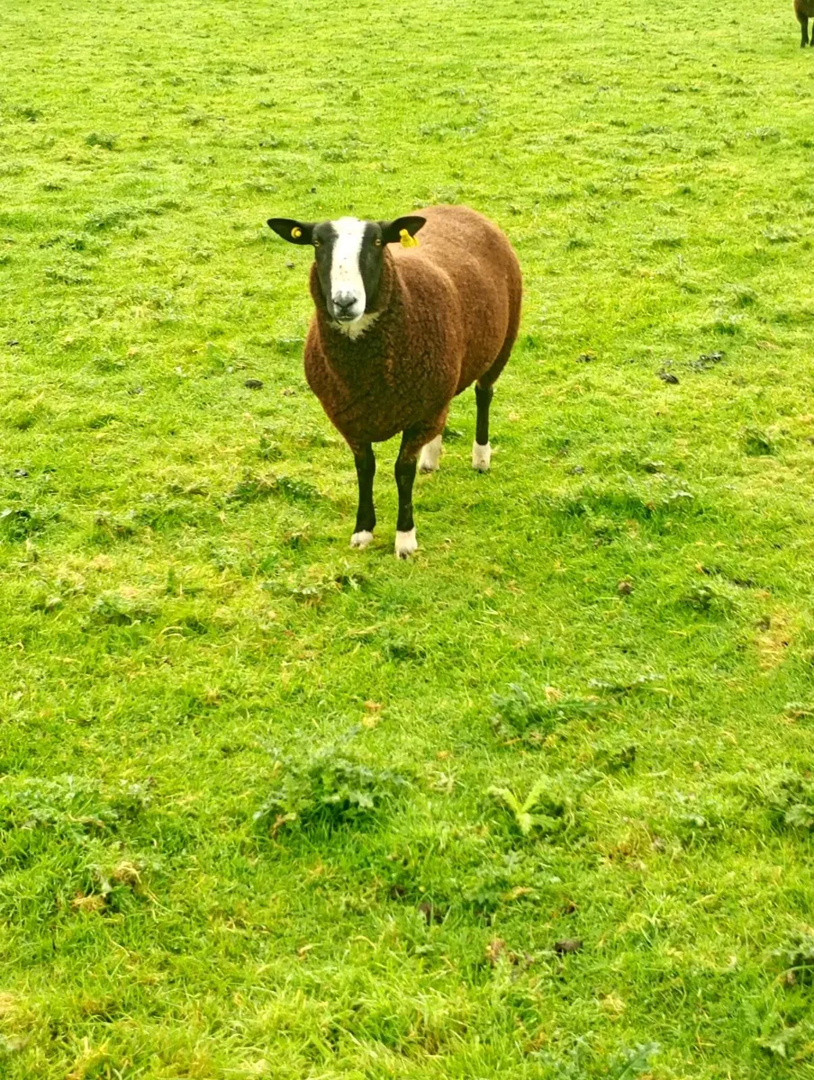 Sheep - Image 3