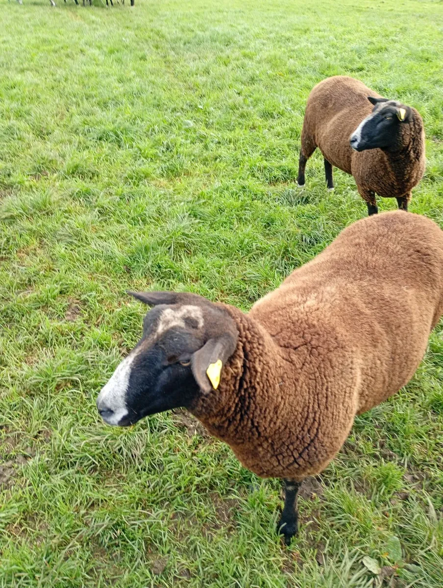 Sheep - Image 4