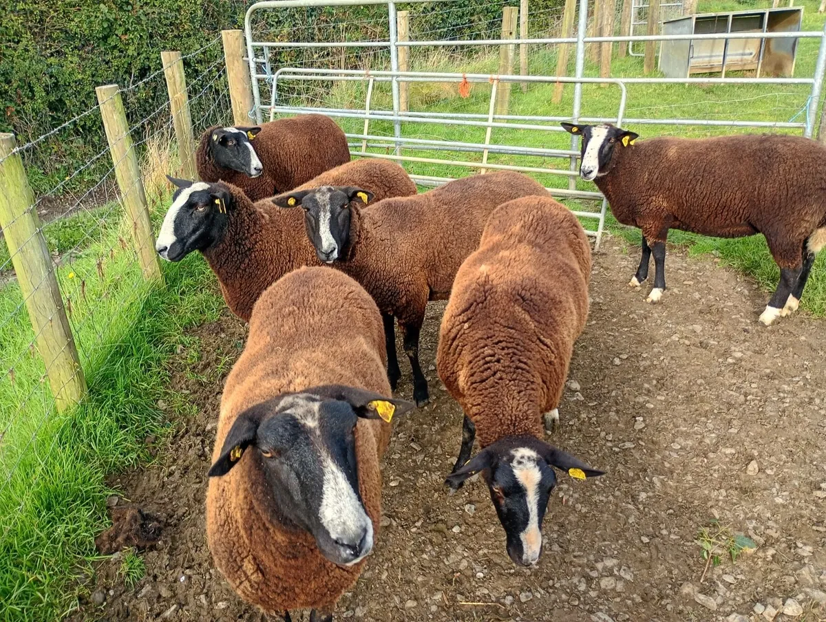 Sheep - Image 1