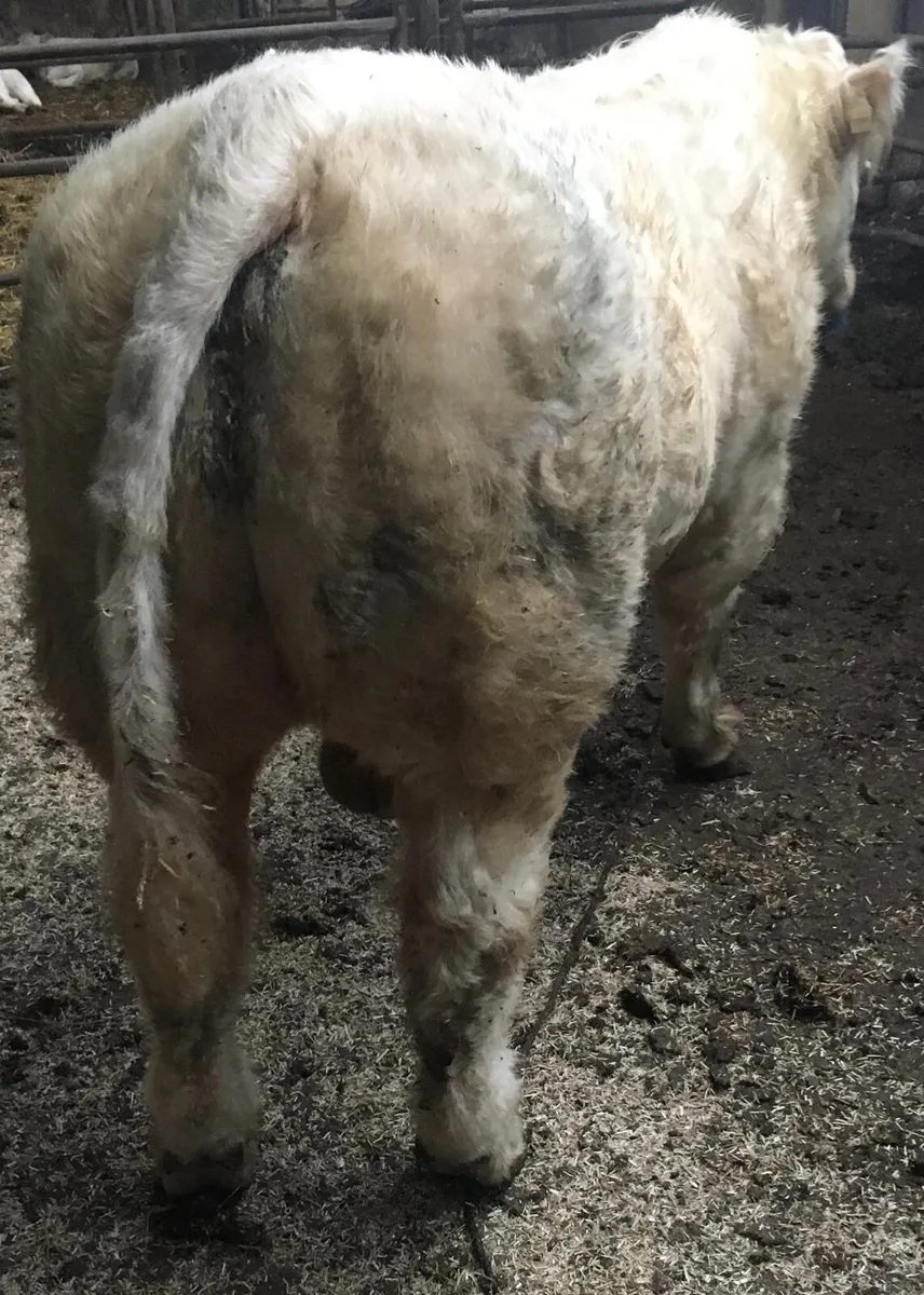 Pedigree Charolais Bull - Image 2