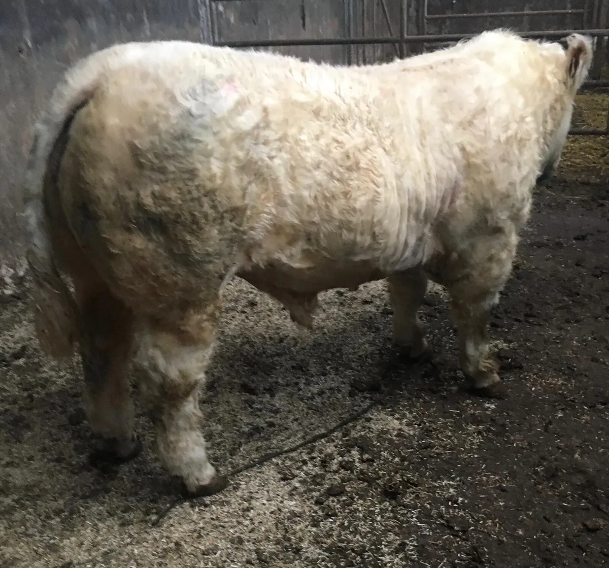 Pedigree Charolais Bull - Image 1