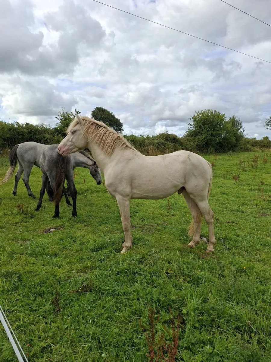 Blue Eyed Cream Connemara Colt out of Class 1 mar - Image 1