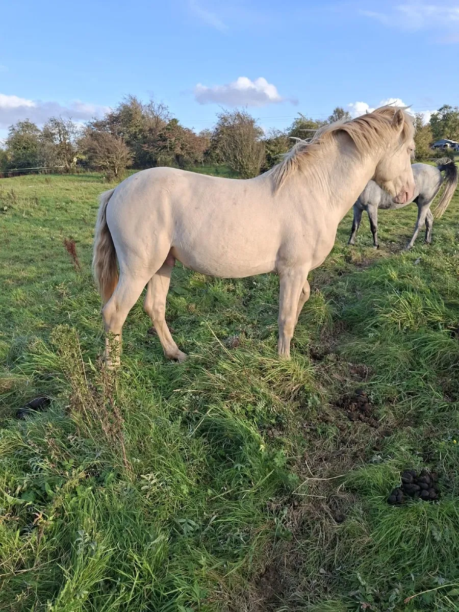 Blue Eyed Cream Connemara Colt out of Class 1 mar - Image 2