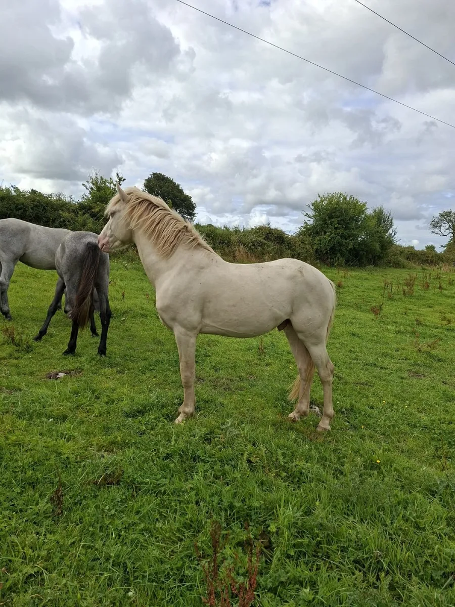 Blue Eyed Cream Connemara Colt out of Class 1 mar - Image 3