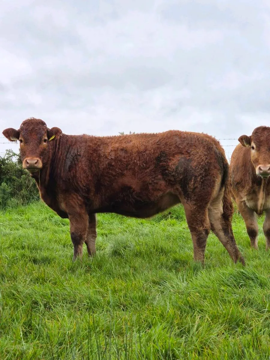 5 star Pedigree Limousin Heifers - Image 2