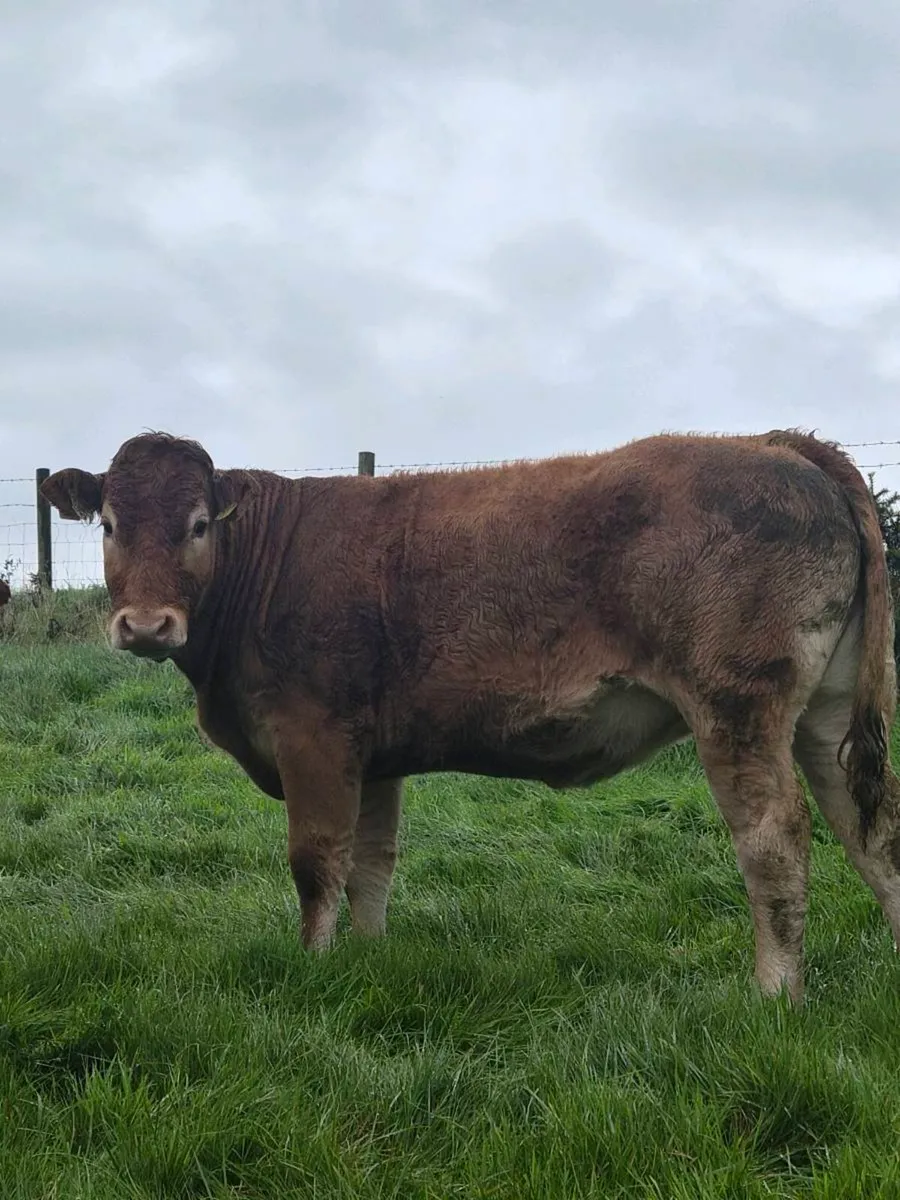 5 star Pedigree Limousin Heifers - Image 3