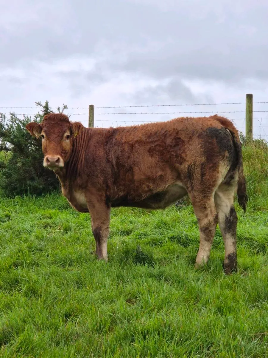 5 star Pedigree Limousin Heifers - Image 4