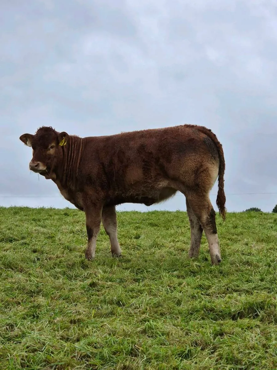 5 star Pedigree Limousin Heifers - Image 1