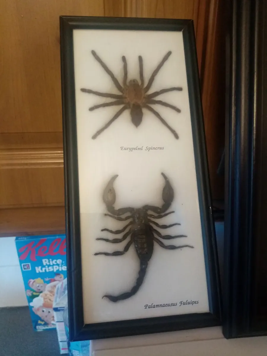 House  Clearance - Image 3