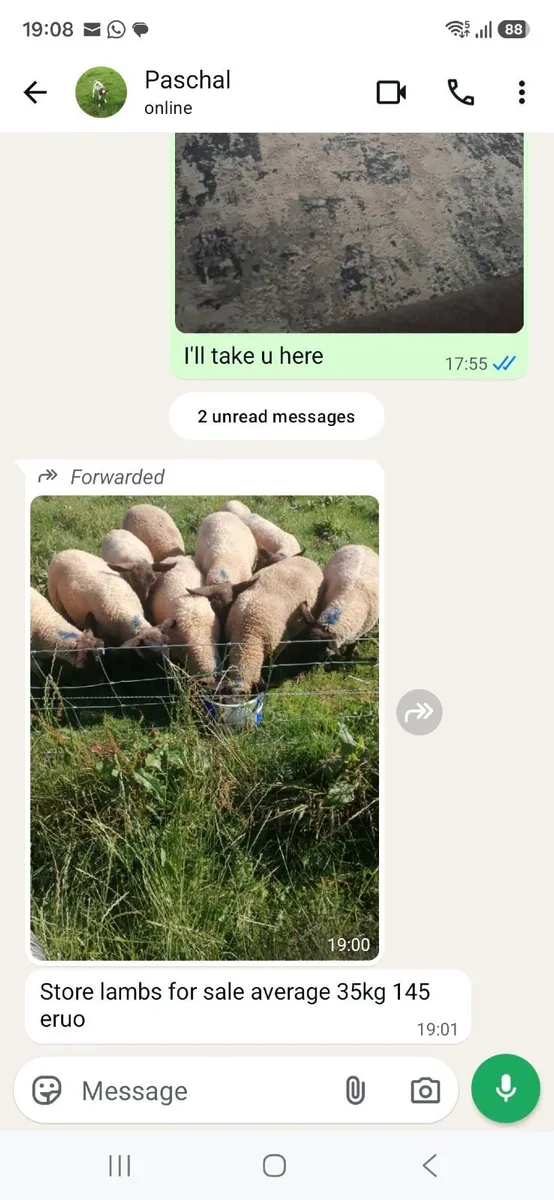 Store Lambs