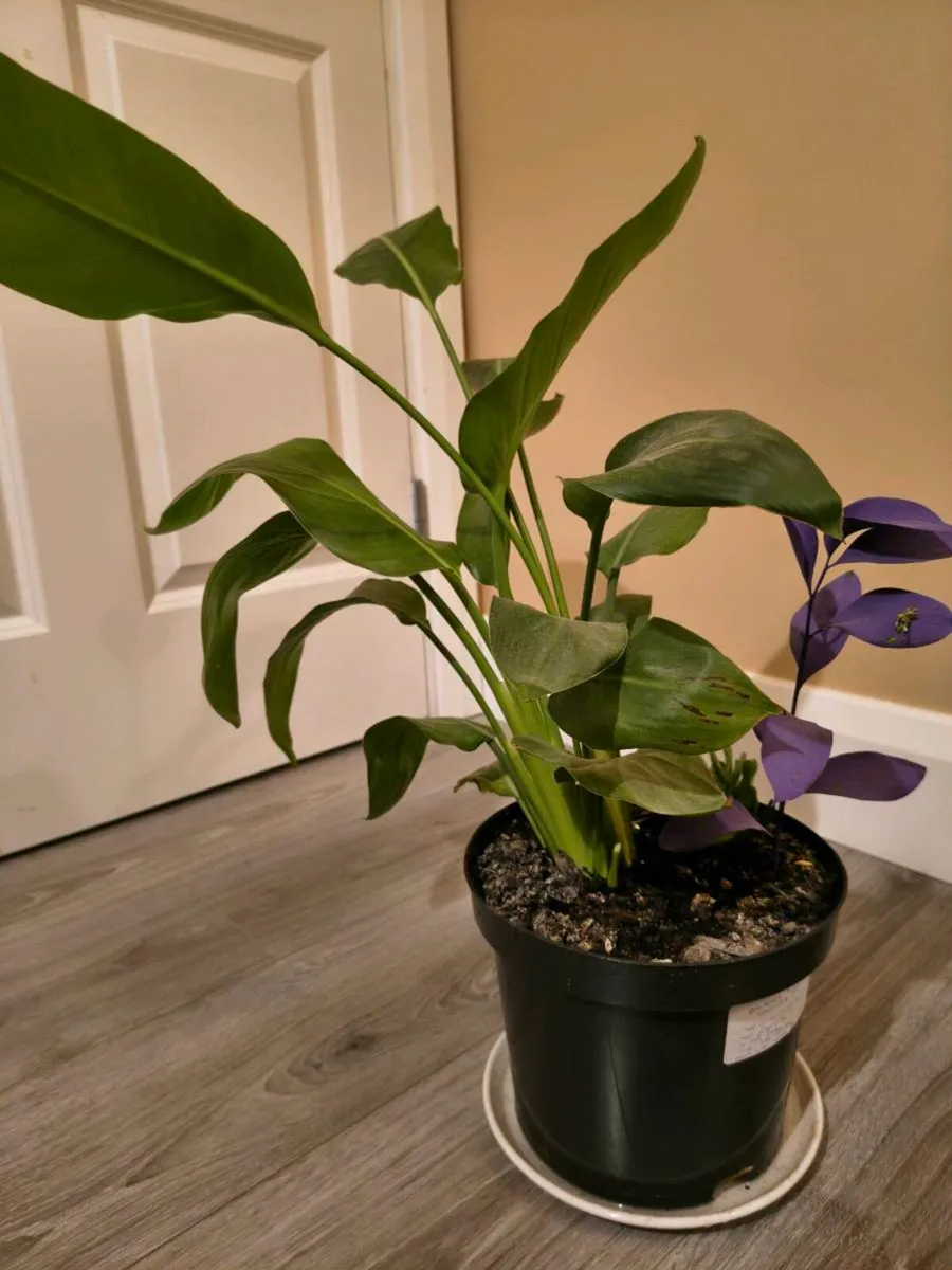 House plant - Prayer Plant - Image 3