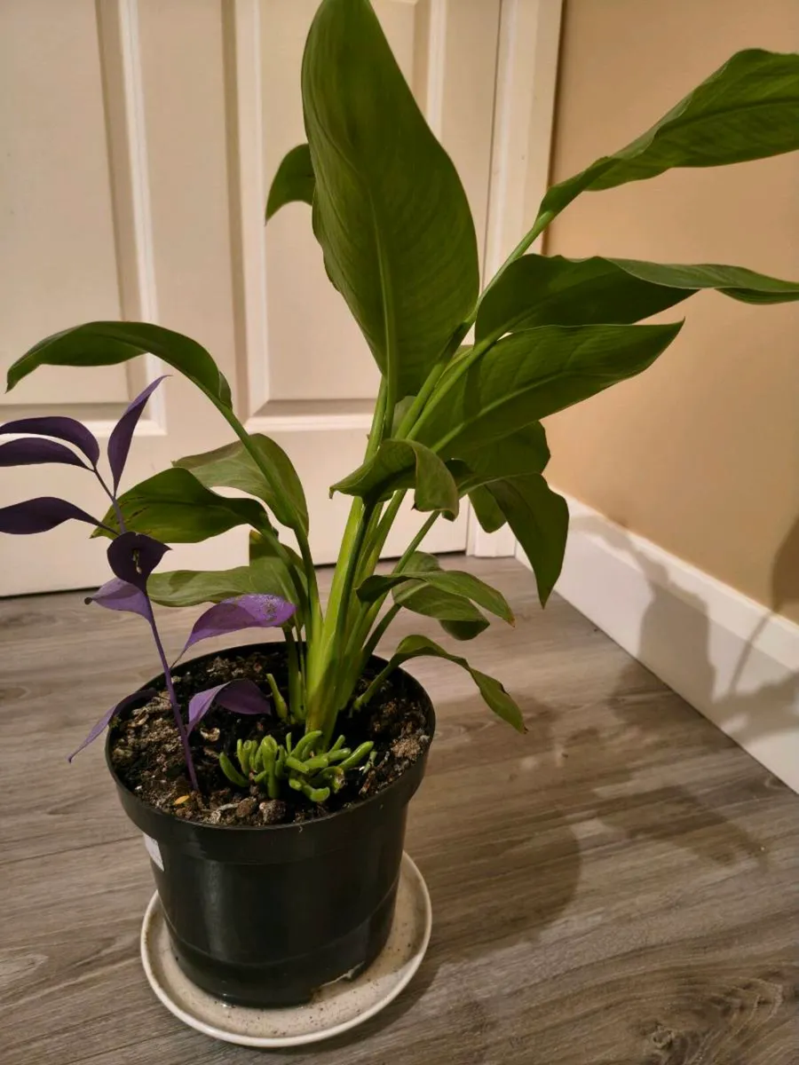 House plant - Prayer Plant - Image 4