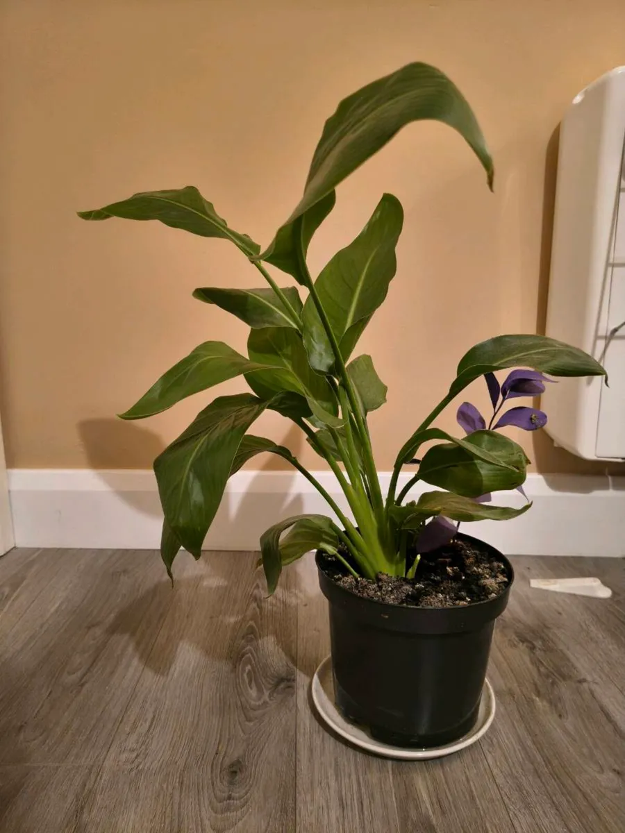 House plant - Prayer Plant - Image 1