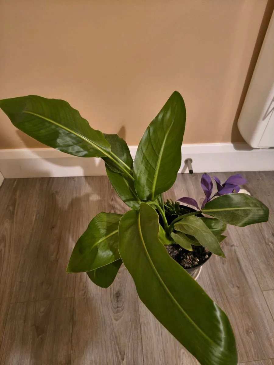 House plant - Prayer Plant - Image 2