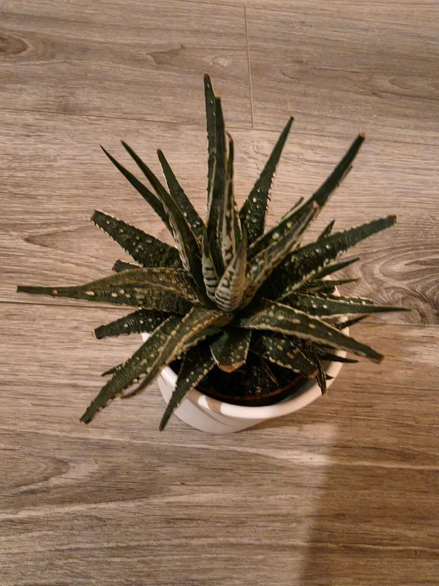 House plant Succulent - Image 2
