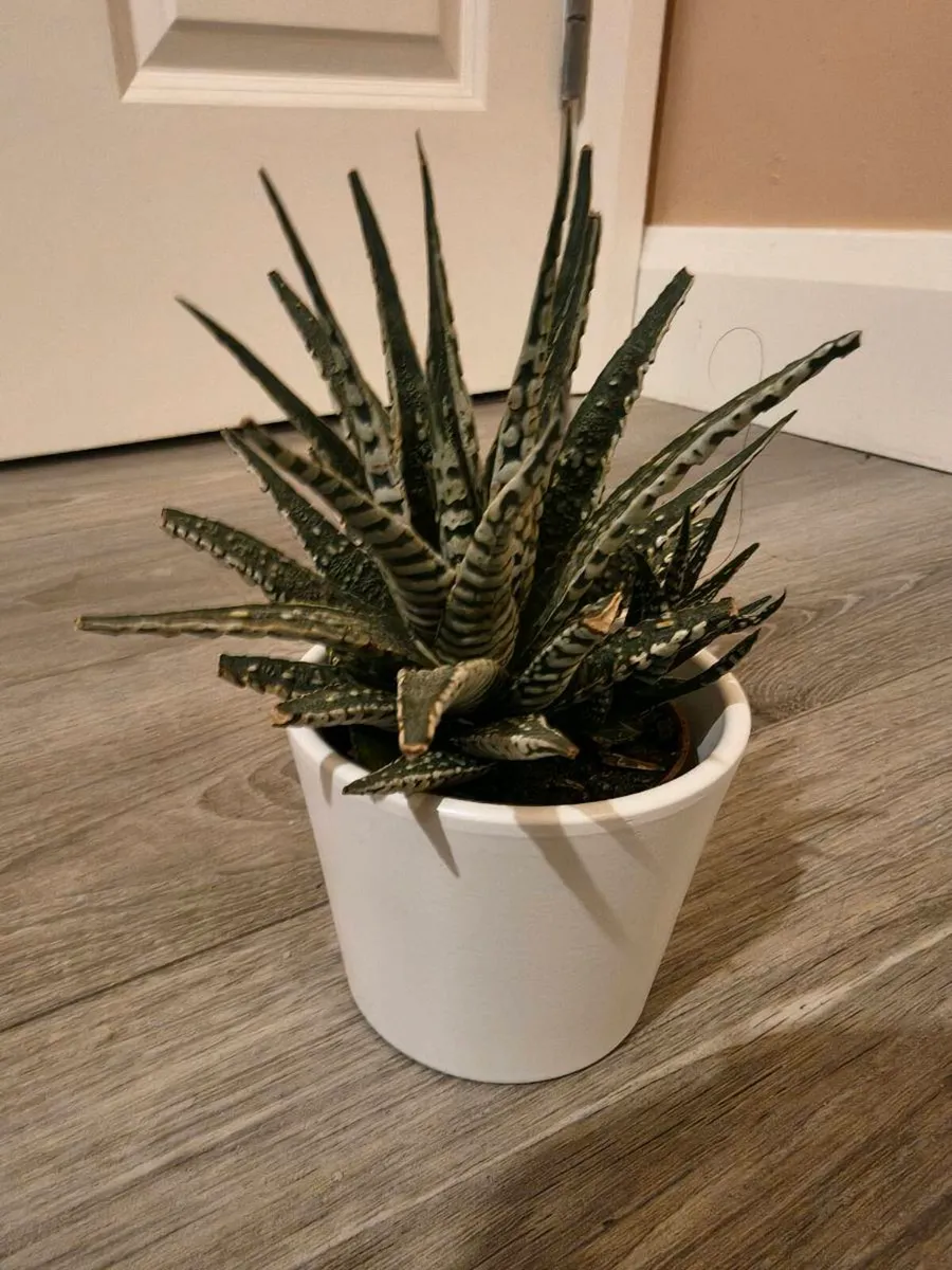 House plant Succulent - Image 3