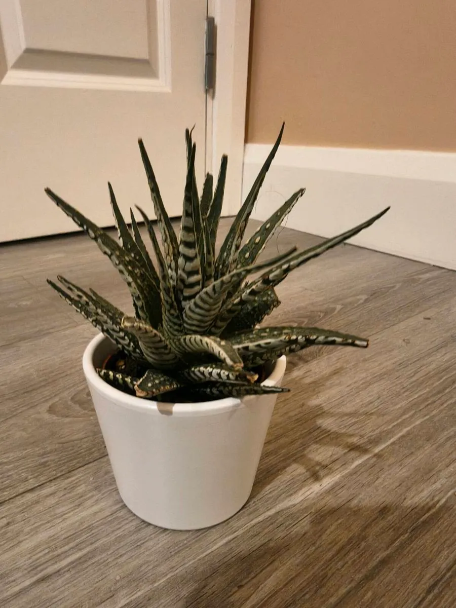 House plant Succulent - Image 4