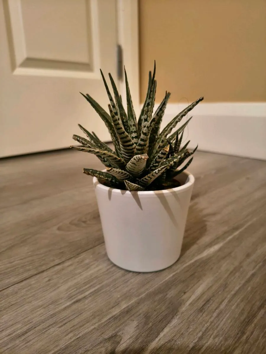 House plant Succulent - Image 1