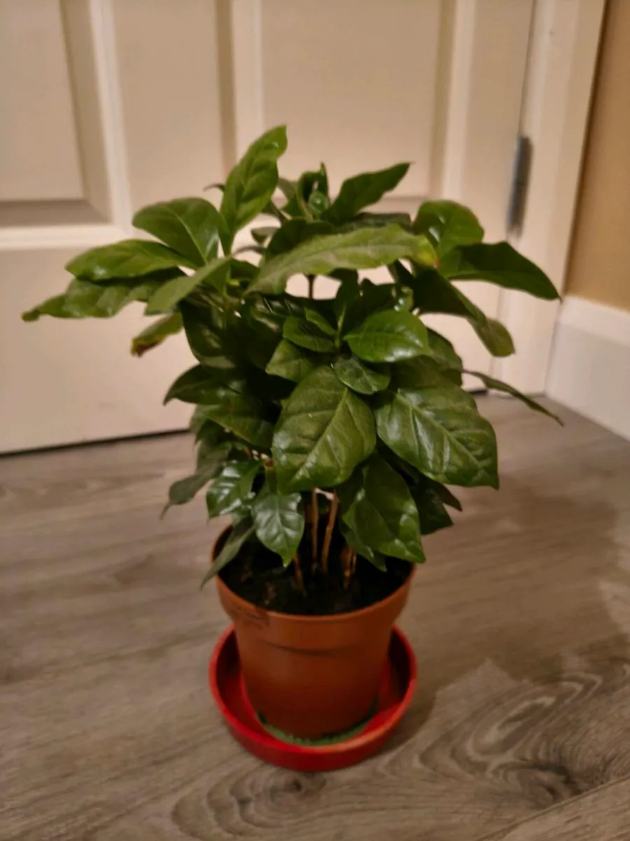 House plant Arabian Coffee Tree - Image 2