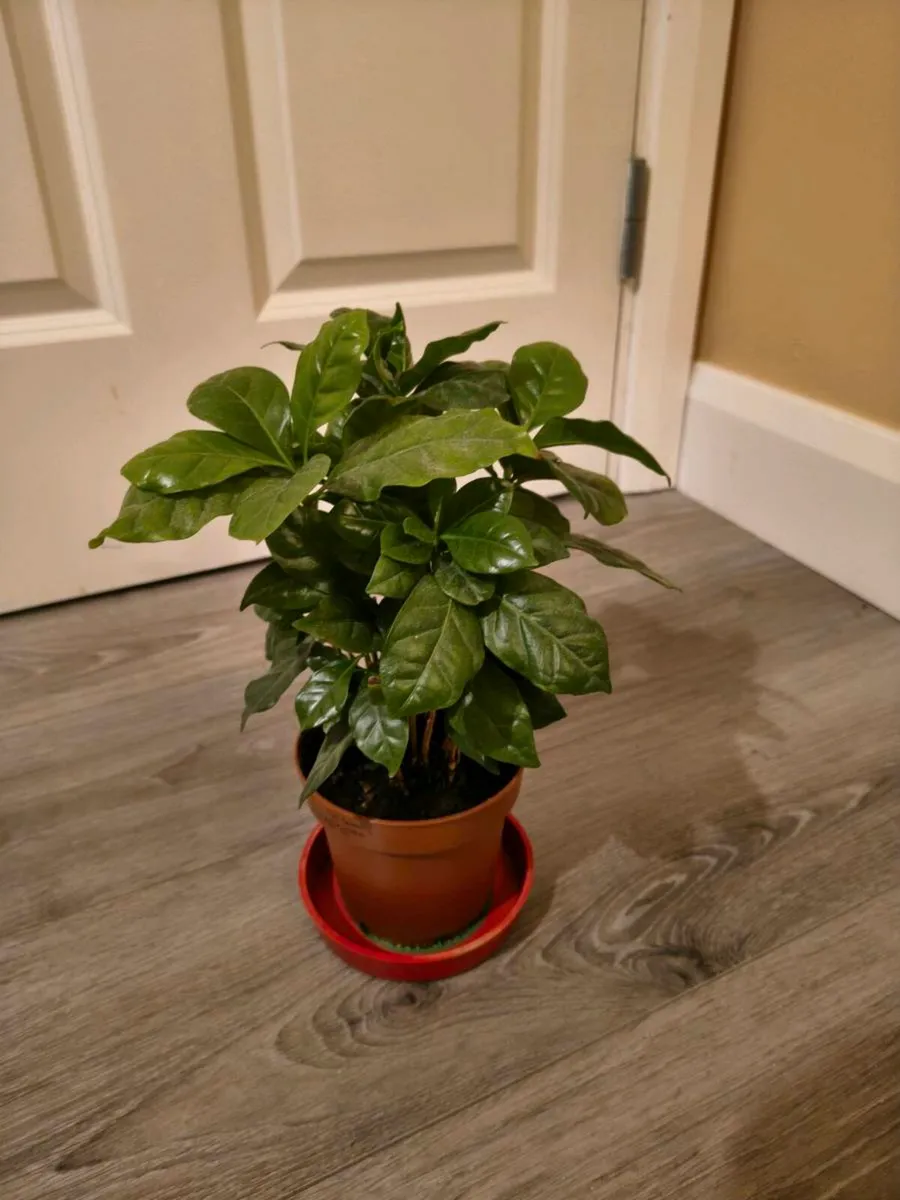 House plant Arabian Coffee Tree - Image 3