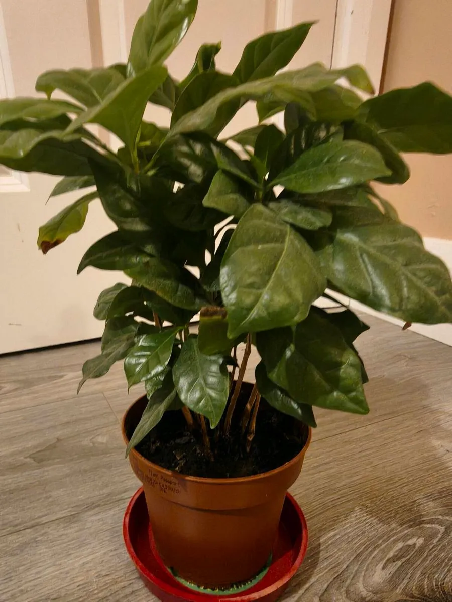 House plant Arabian Coffee Tree - Image 4