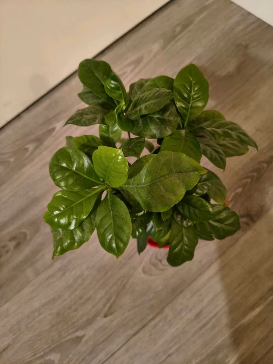 House plant Arabian Coffee Tree - Image 1