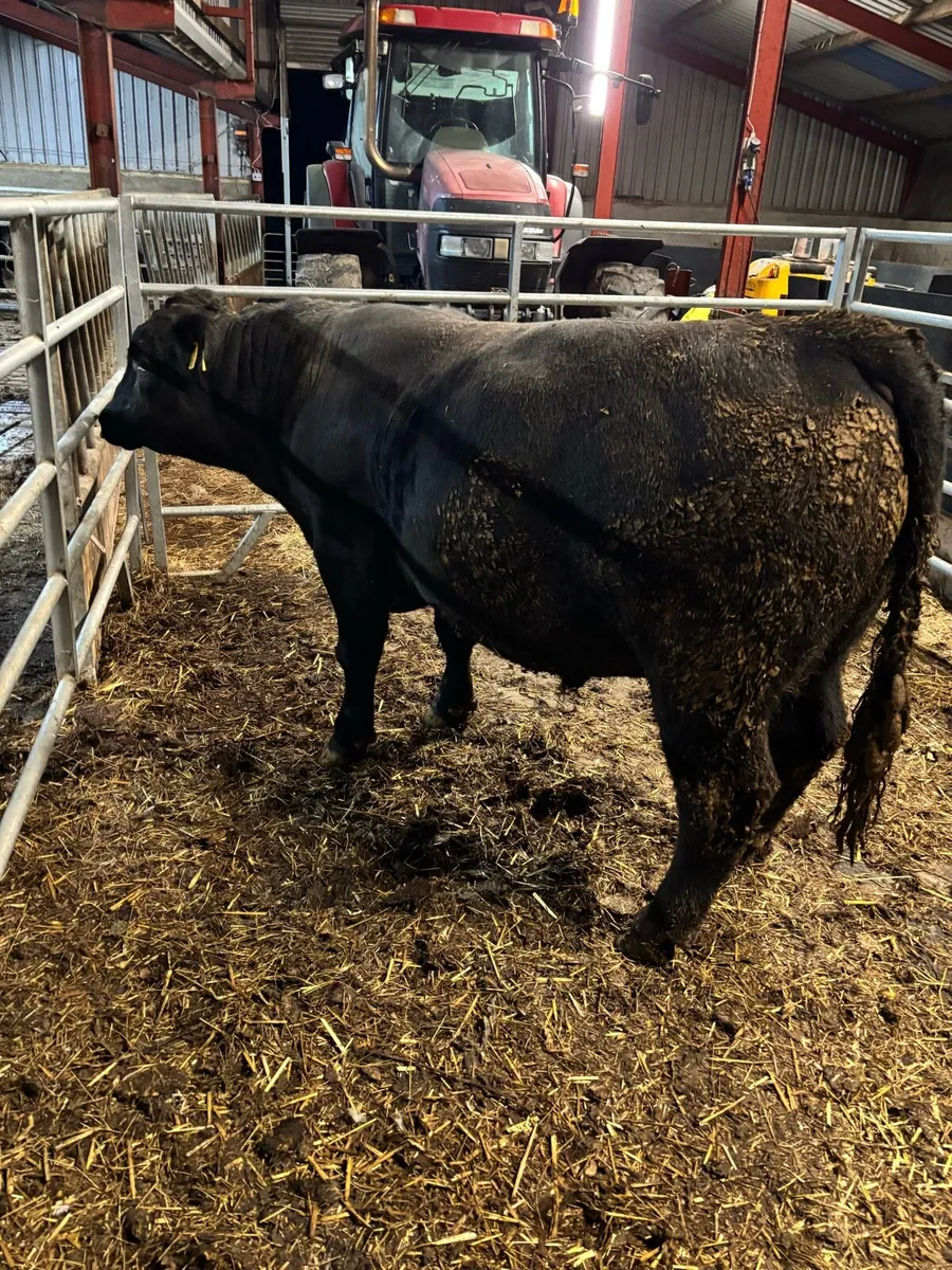 Pedigree Angus Bull - Image 3