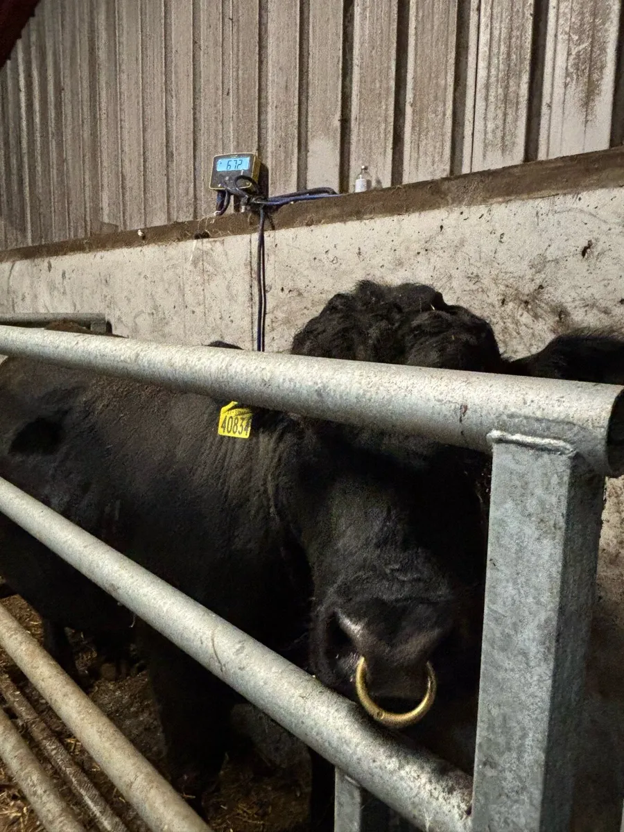 Pedigree Angus Bull - Image 4
