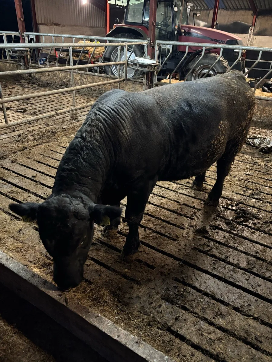 Pedigree Angus Bull - Image 2