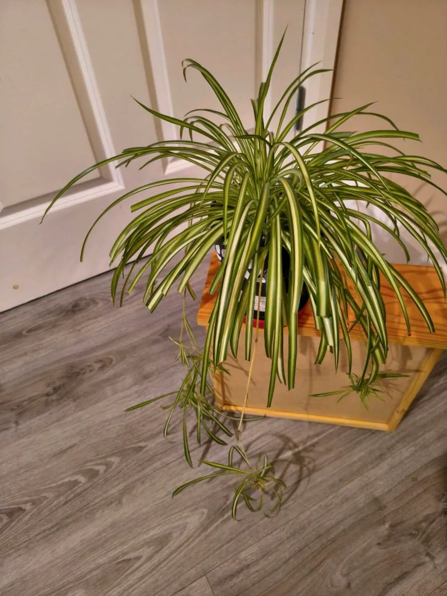 House plant - Spider plant - Image 1
