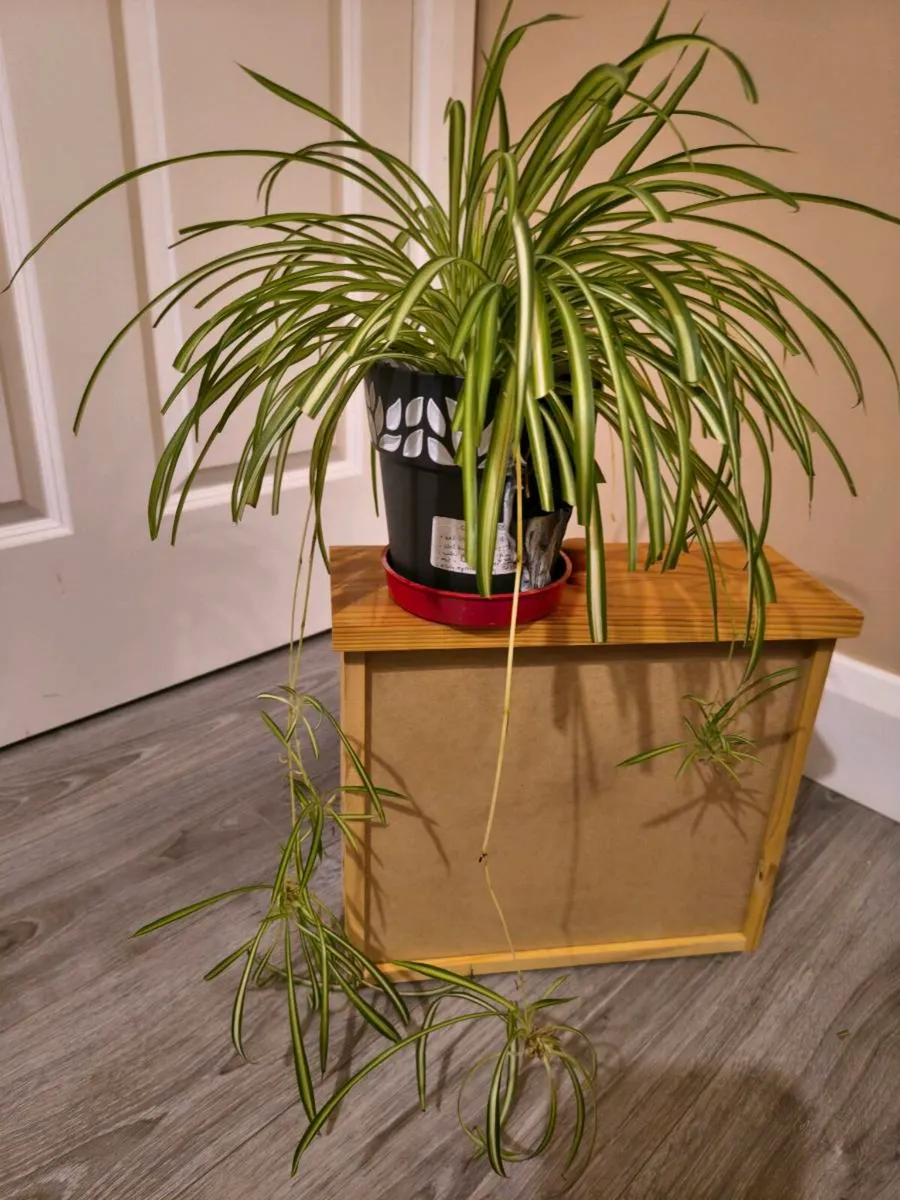 House plant - Spider plant - Image 2