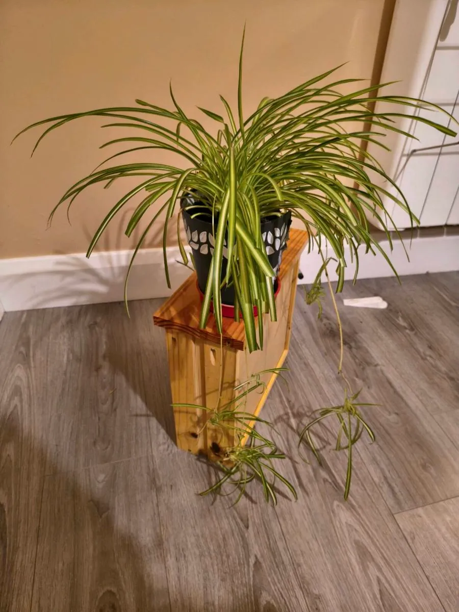 House plant - Spider plant - Image 3