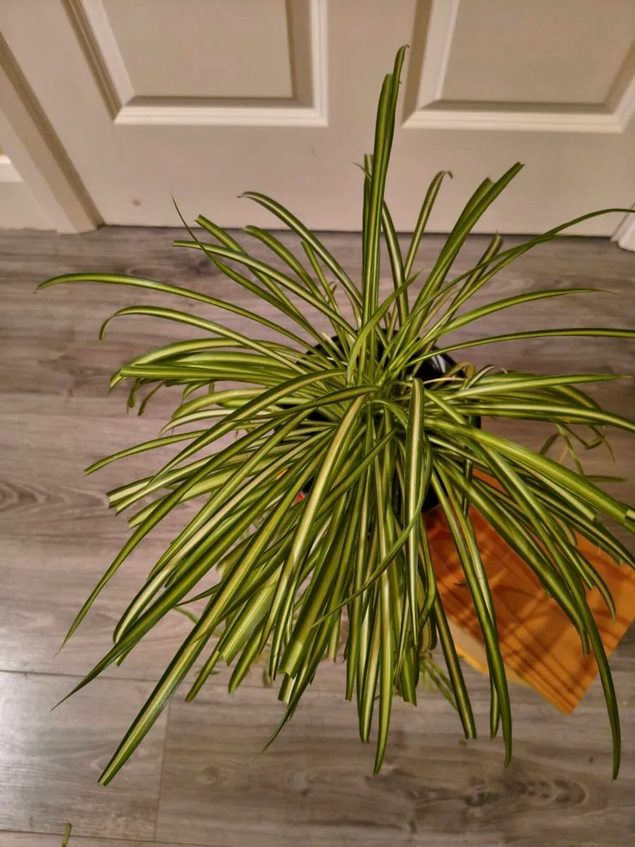 House plant - Spider plant - Image 4