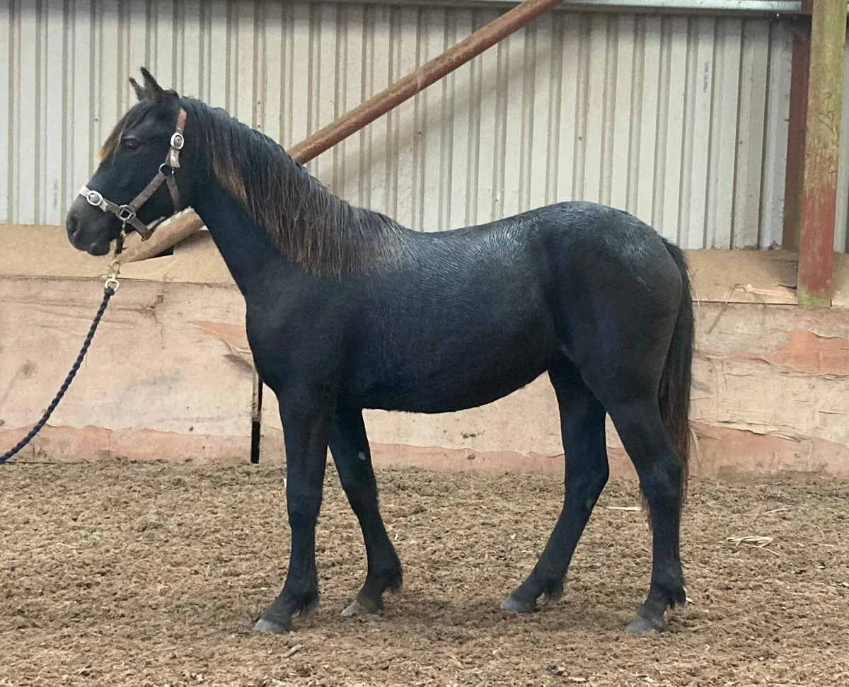 Connemara filly - Image 3