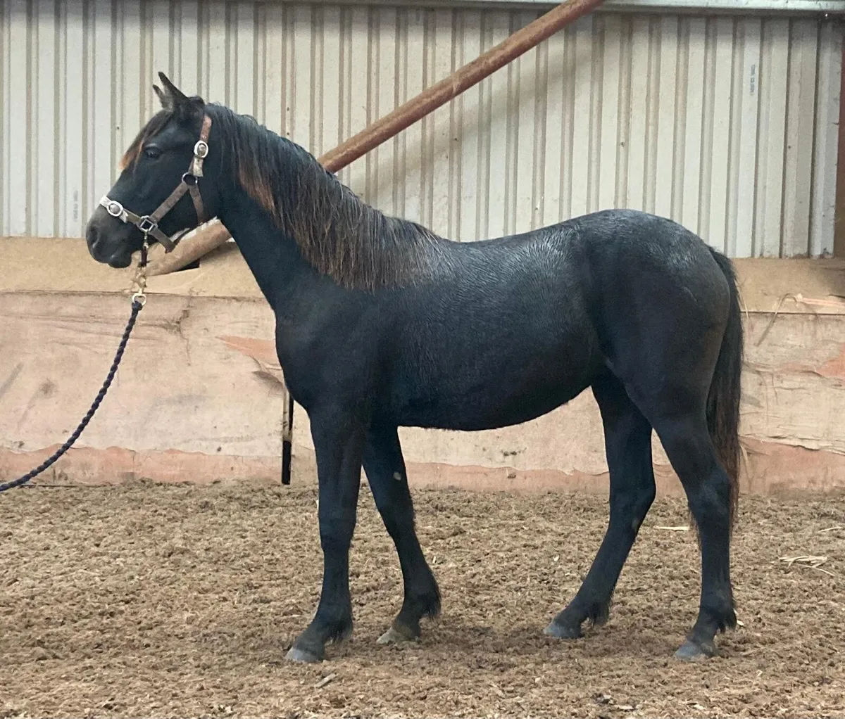 Connemara filly - Image 1